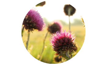 Ostropestřec mariánský – přispívá k normální funkci jater a detoxikaci