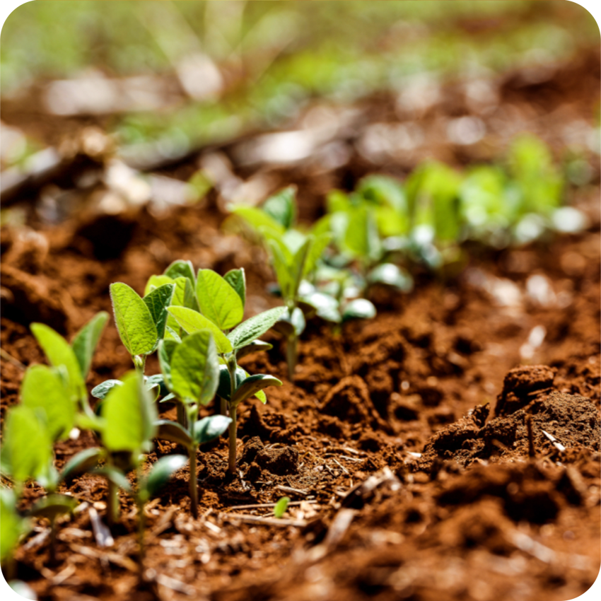 Essentiale – rostlinné fosfolipidy ze sóje, bez lepku a laktózy