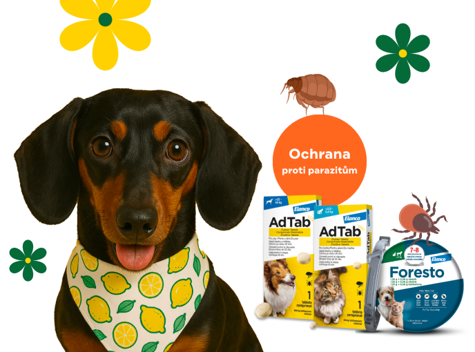 Spolehlivá ochrana pro psa a kočku