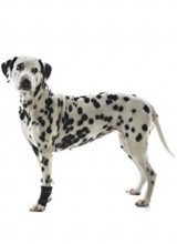 Bandáž rehab karpální pro psa Kruuse XL