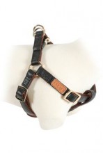 Postroj pes Mayfair nastavitelný černý 25mm Zolux