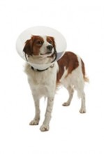 Límec ochranný Buster plastový Clic Collar 40cm