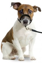 Ohlávka proti táhnutí Easy Leader černá XS