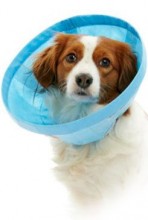 Límec ochranný Buster Soft Flex Collar 30cm