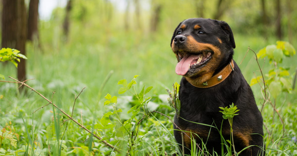 Borelióza u psů: jak rozpoznat příznaky a chránit mazlíčka