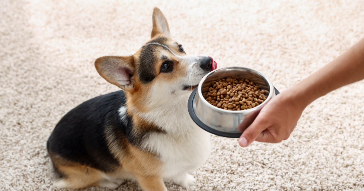 Nejčastější chyby při krmení psů: jak špatná strava zkracuje mazlíčkům život