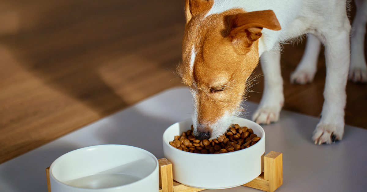 Veterinární krmiva a diety pro psy: průvodce při problémech s trávením, alergií nebo ledvinami