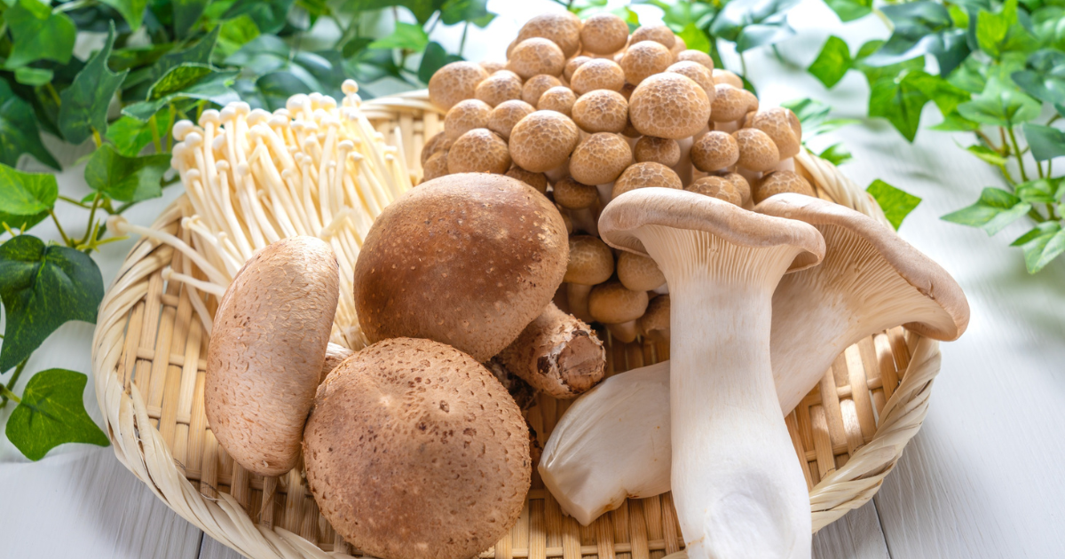 Vitální houby a adaptogeny: co jsou zač, jak fungují a kdy je užívat