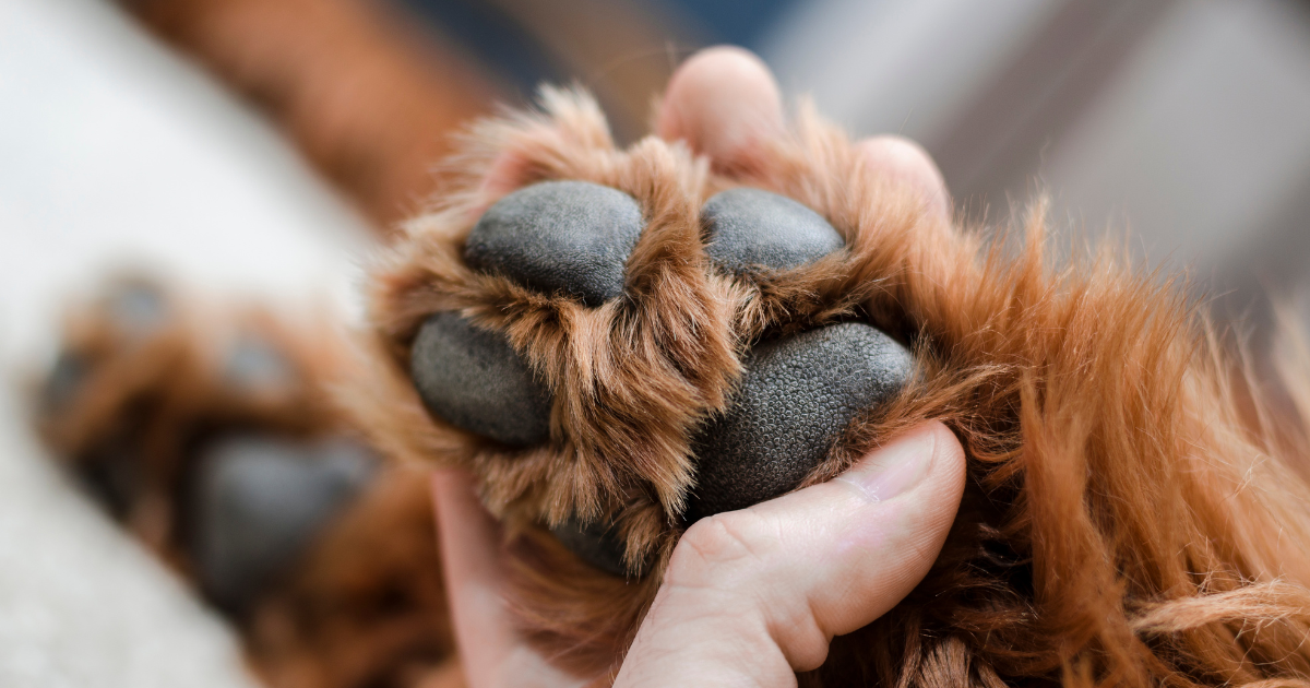 Zimní hrozba pro psí tlapky: Jak předejít bolesti a poranění