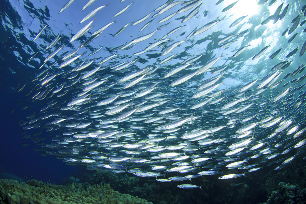 Omega 3 chrání naše srdce, mozek i zrak