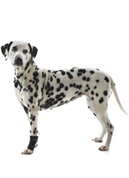 Bandáž rehab karpální pro psa Kruuse XL