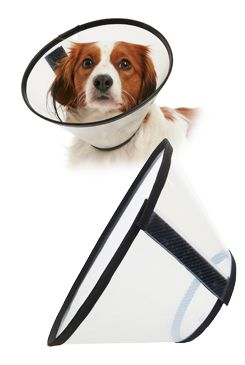 Límec ochranný Buster plastový Quick Collar 12,5cm