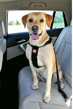 Postroj Pes Bezpečnostní Do Auta L Zolux