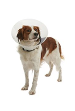 Límec ochranný Buster plastový Clic Collar 40cm