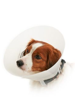 Límec ochranný Buster neprůhledný Classic Collar 7,5cm